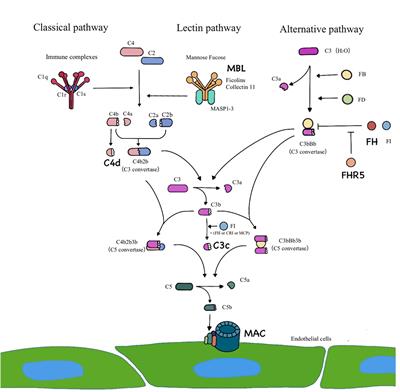 Overactivation of the complement system may be involved in intrarenal arteriolar lesions in IgA nephropathy